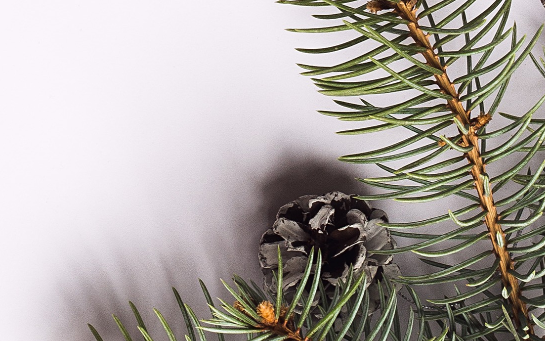 Winter Family Portraits